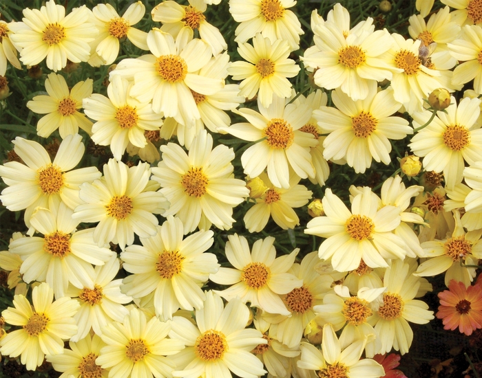 Coreopsis 3 Gal