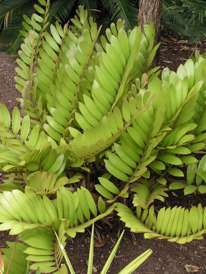 zz Plant 8"