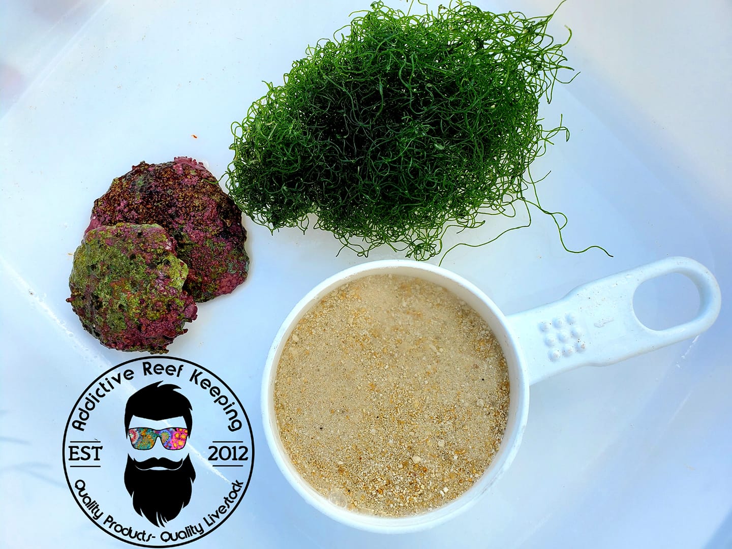 LIVE Saltwater Starter Kit- SEED YOUR REEF TANK 1 cup Chaeto, 1 cup Live Sand, 2 Coralline shells
