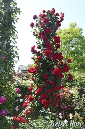 Crimson Sky Climbing Rose, 2 gallon