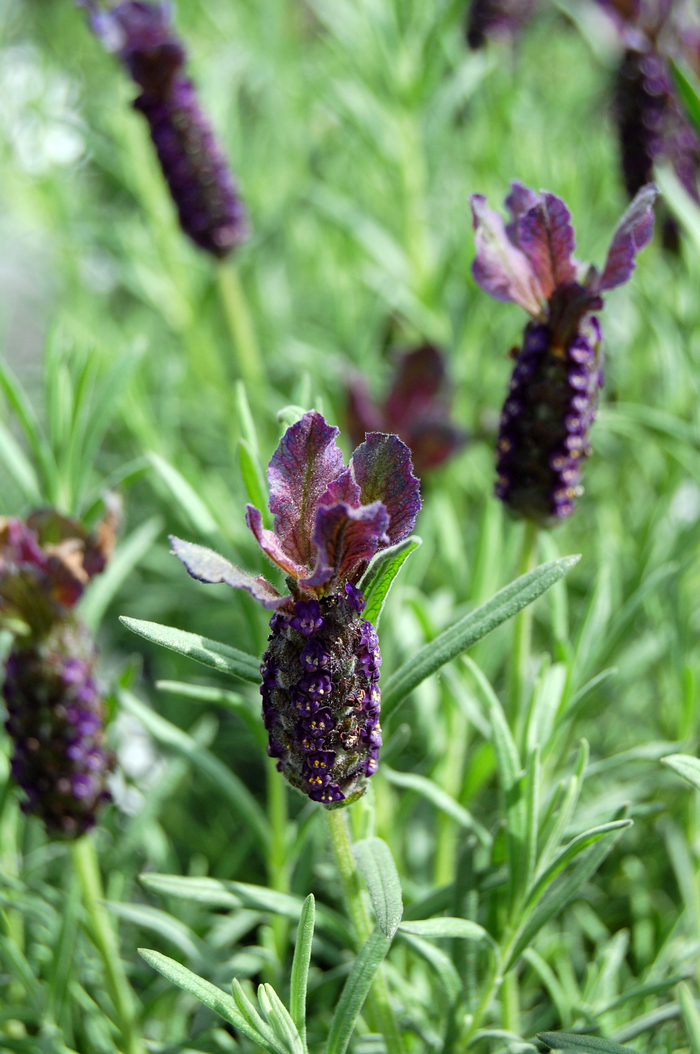 Lavender Lavin Purple Frost 1 Gal