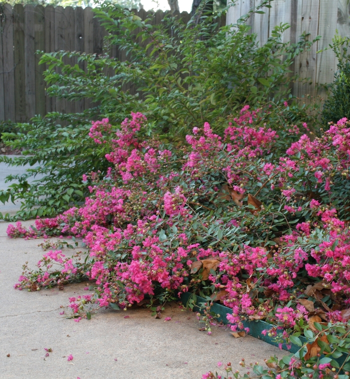 Crape Myrtle Raspberry Sundae 5 Gal