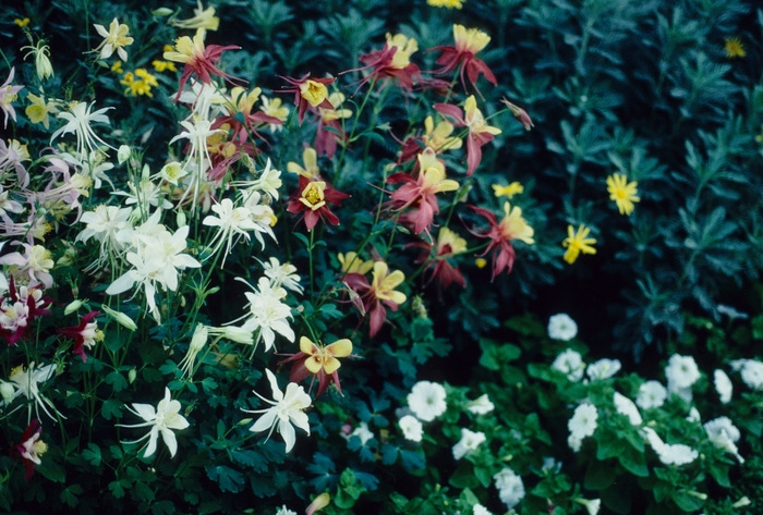 Columbine Red & White 1 Gal