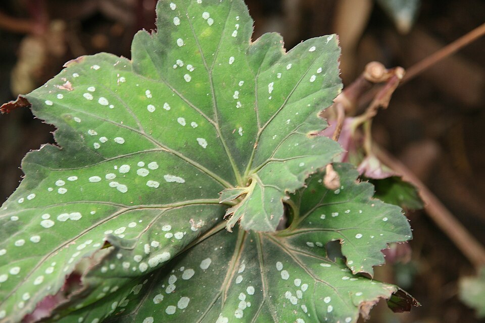 Begonia Rex Asst 10" DECO
