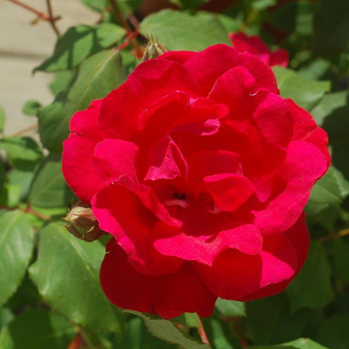 Rose My Girl 3 Gal