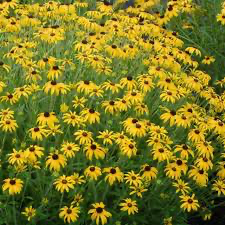 American Gold Rush Black-Eyed Susan (Rudbeckia), 1 gallon