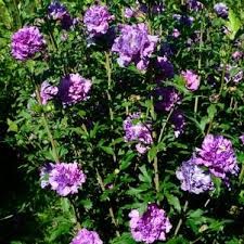 Blueberry Smoothie Rose of Sharon (Althea) (Hibiscus), 3 gallon