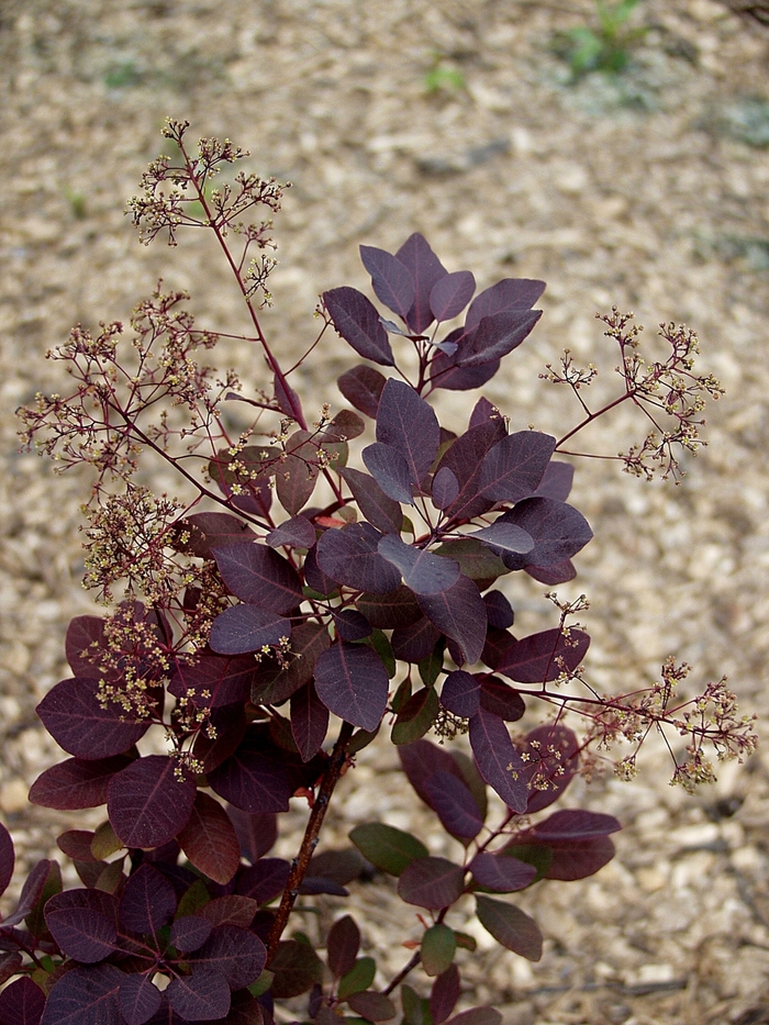 Smoke Tree Royal Purple 6 Gal