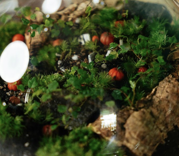 10/30 - Skeleton Graveyard Terrarium Building Workshop