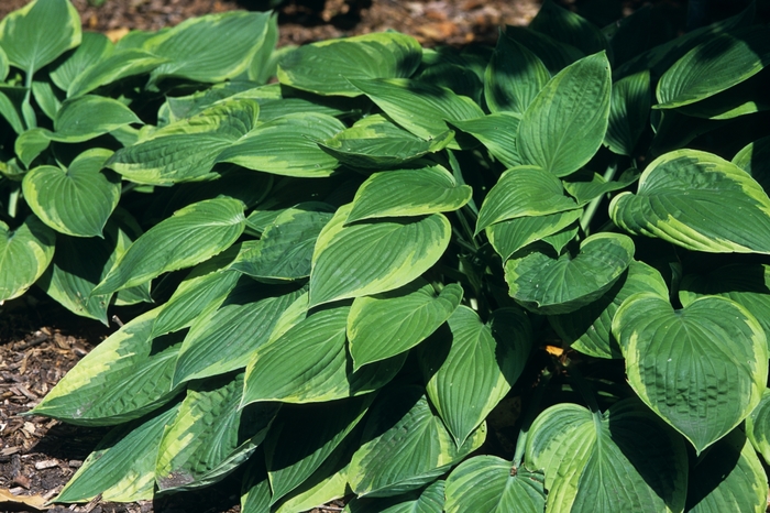 Hosta Vulcan 1 Gal