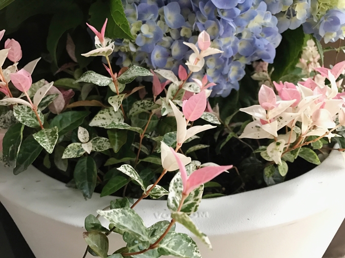 Asiatic Jasmine 5 Gal