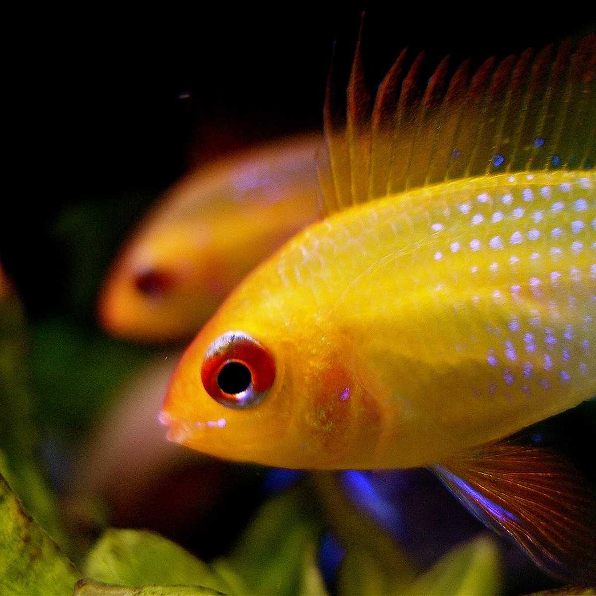 German Gold  Ram