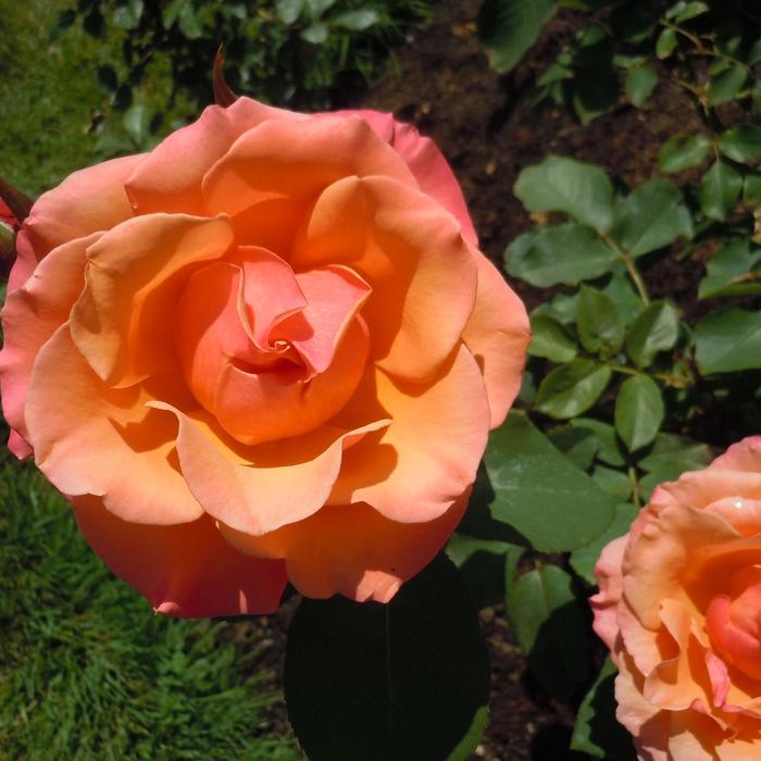Twilight Zone Tree Rose 5 Gal