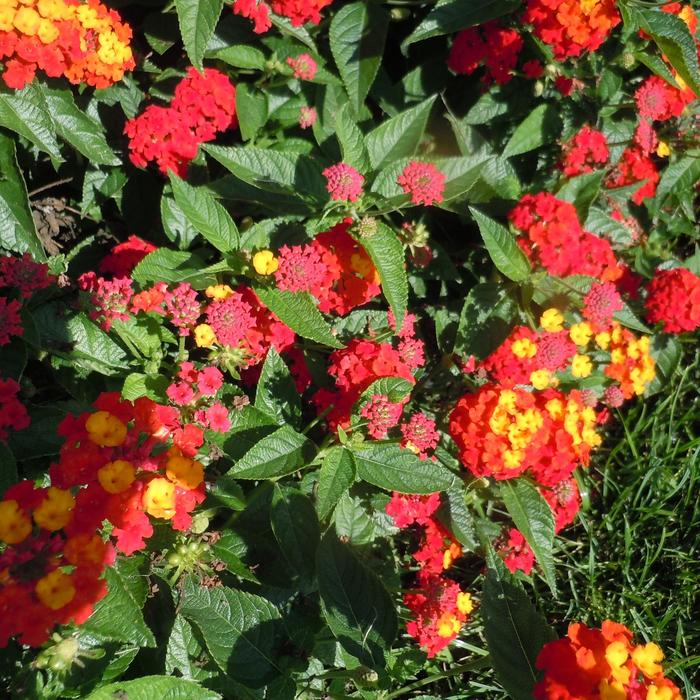 Lantana Lucky Gold 1 Gal