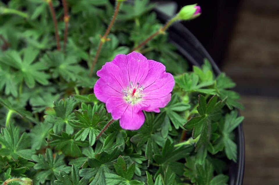 Geranium 'Max Frei'