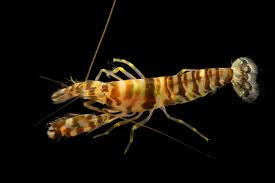 Tiger Pistol Shrimp (Xl)
