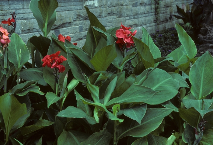 Canna Tropical Yellow 2 Gal