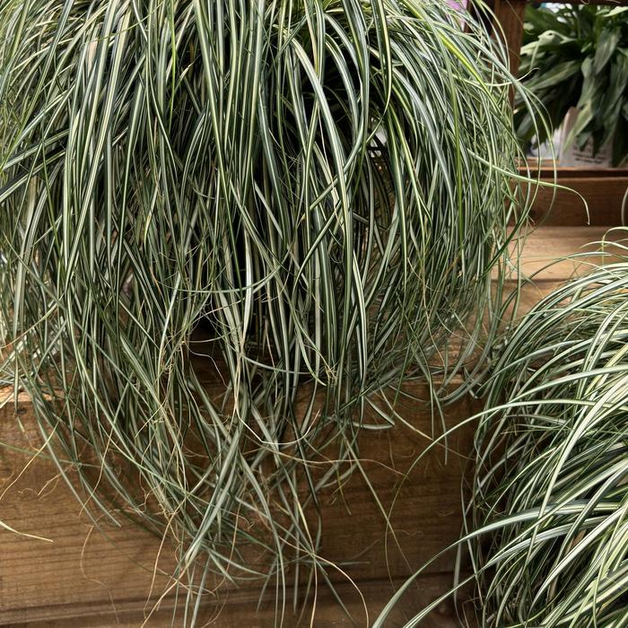 Carex Prairie Fire 1 Gal
