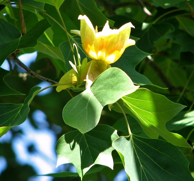 Liriodendron tulipifera (Tulip Tree)