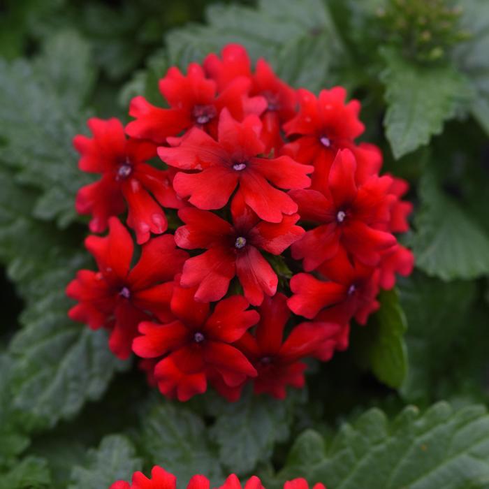 Verbena Beats Blue White Quart