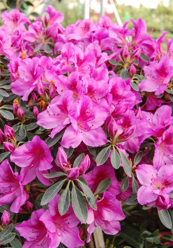 Azalea George Taber 3 Gal