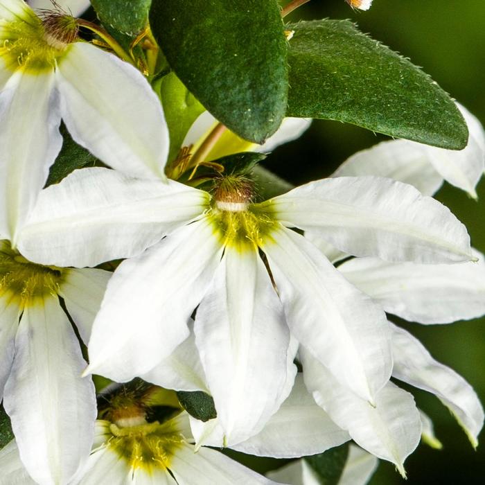 Scaevola Fanatix Yellow 1 Gal