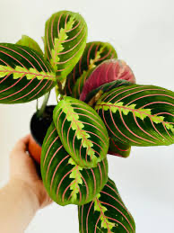 Maranta 'Red' (Prayer Plant), 4"