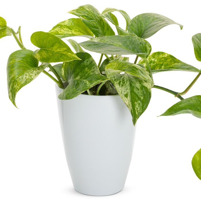 Pothos 'Golden'  4.5" HB