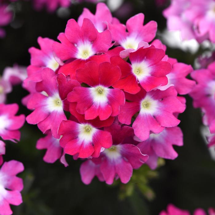 Verbena Cadet Upright Lavender Blue 1 Gal