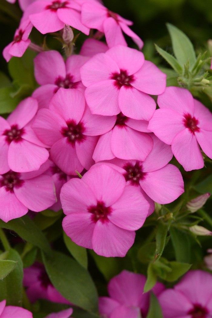 Phlox Creeping White 1 Gal