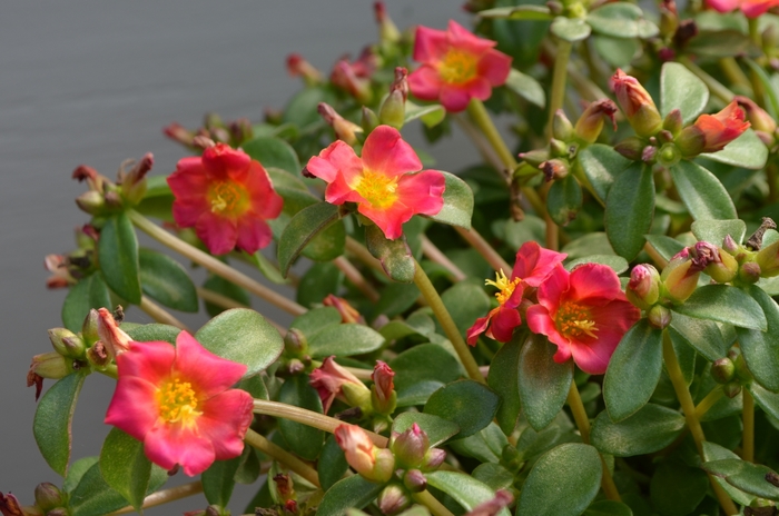 Purslane Pazzaz Nano Orange Twist Quart