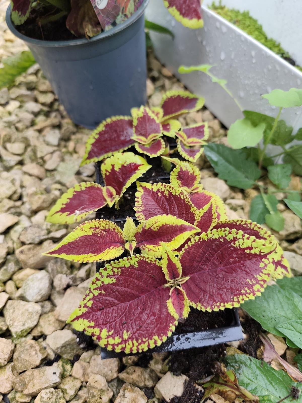Red Outdoor Coleus - 2x Plug Plants - Hardy