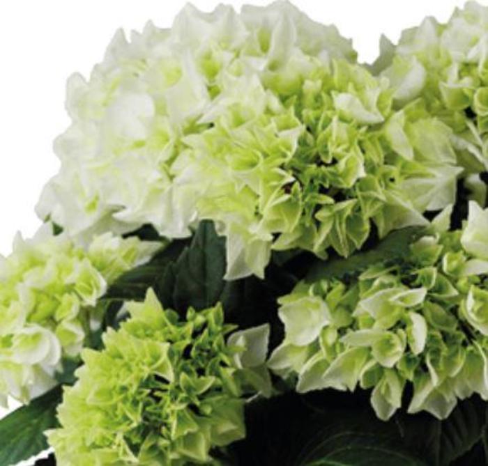 Hydrangea Zebra 3 Gal