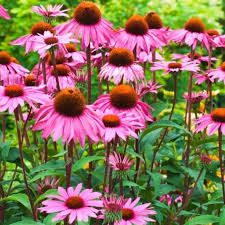 Ruby Star Coneflower (Echinacea), 1 gallon