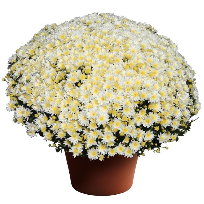 Osteospermum 4D Violet Ice 1 Gal