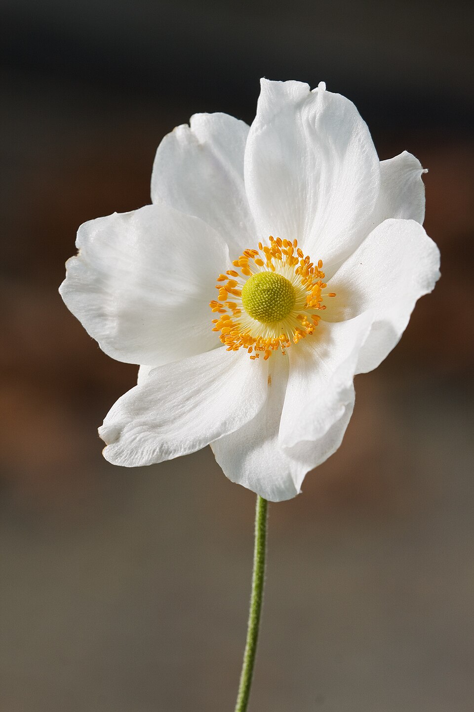 Anemone x 'Honorine Jobert'