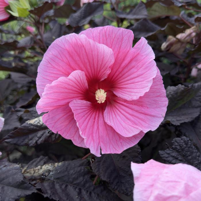 Hardy Hibiscus Evening Rose 3 Gal PW
