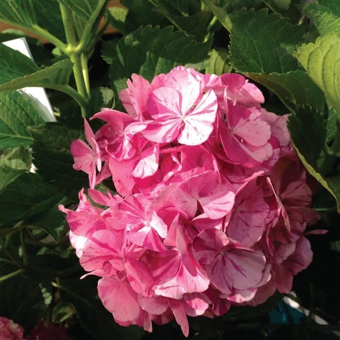 Hydrangea Endless Summer Original 3 Gal