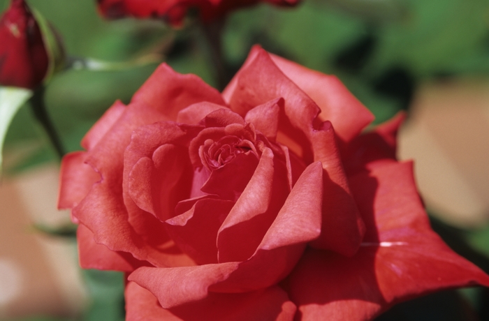 Climbing Rose Don Juan 5 Gal