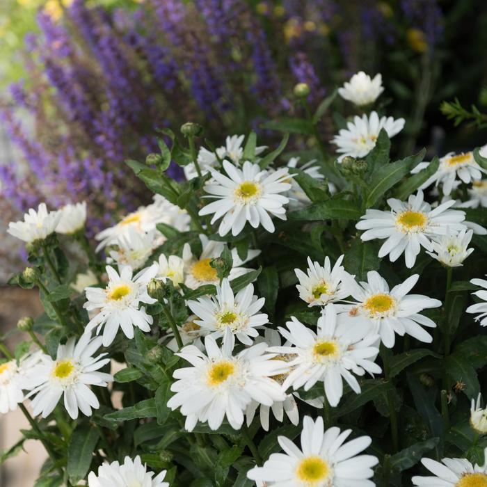 Shasta Daisy Western Star Liberty 1 Gal