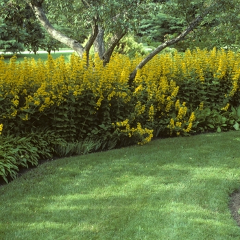 Yellow Loosestrife Quart
