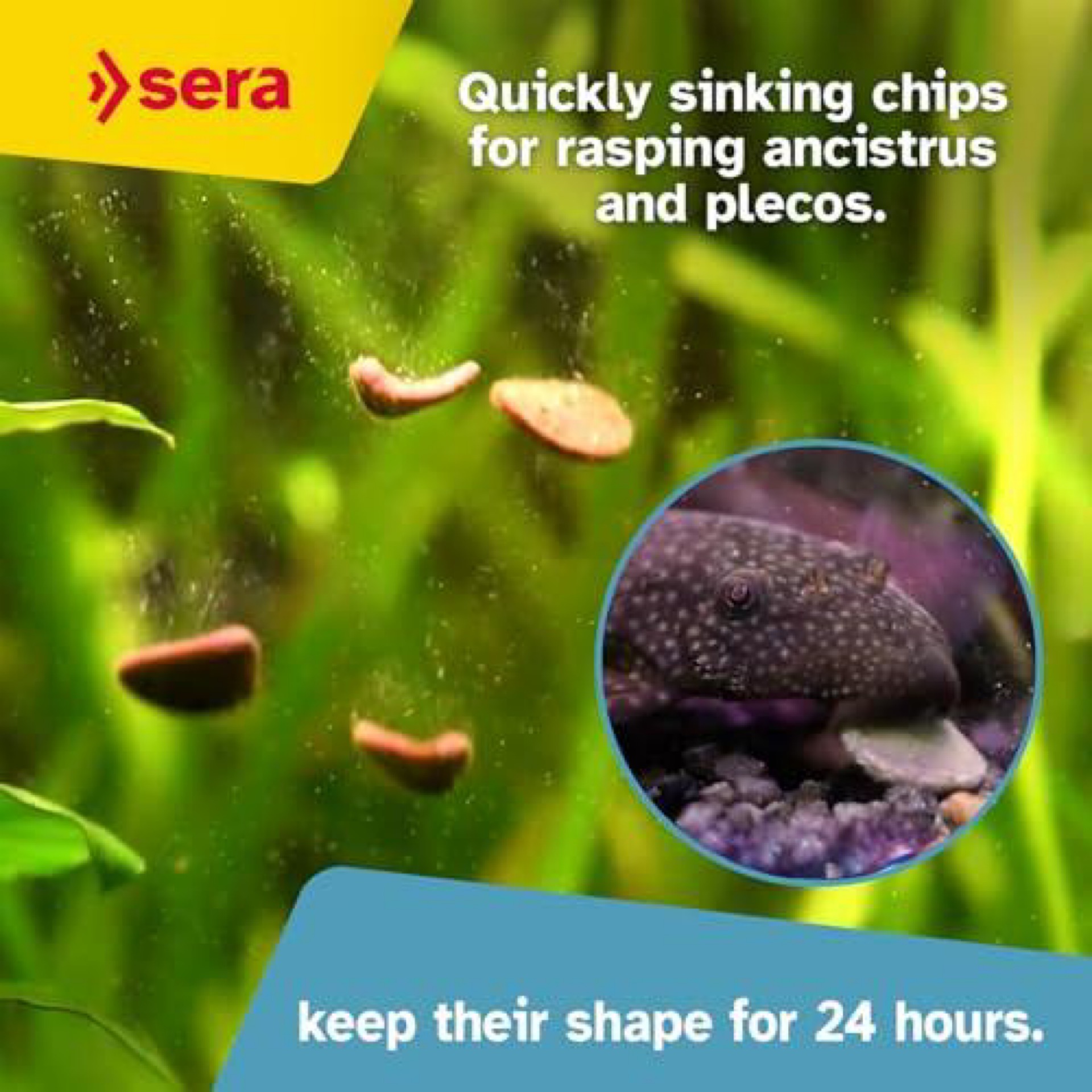 Sera Pleco Chips Healthy Growth | Ideal for Bottom Feeders