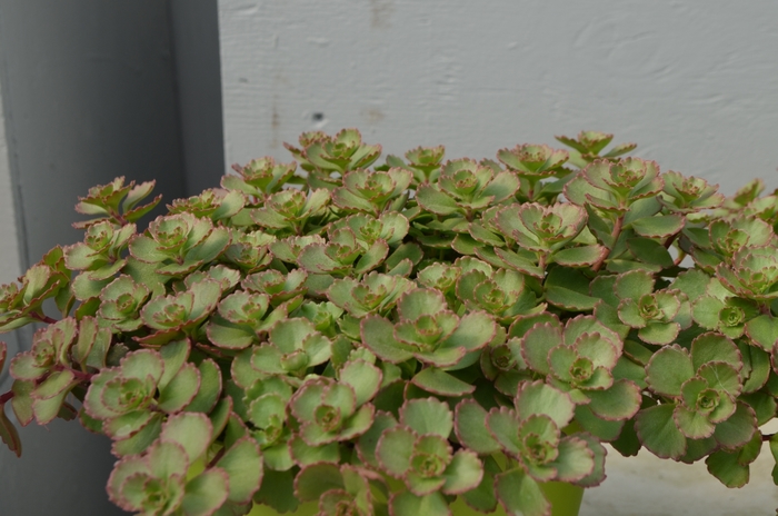 Sedum Spurium Fuldaglut Quart