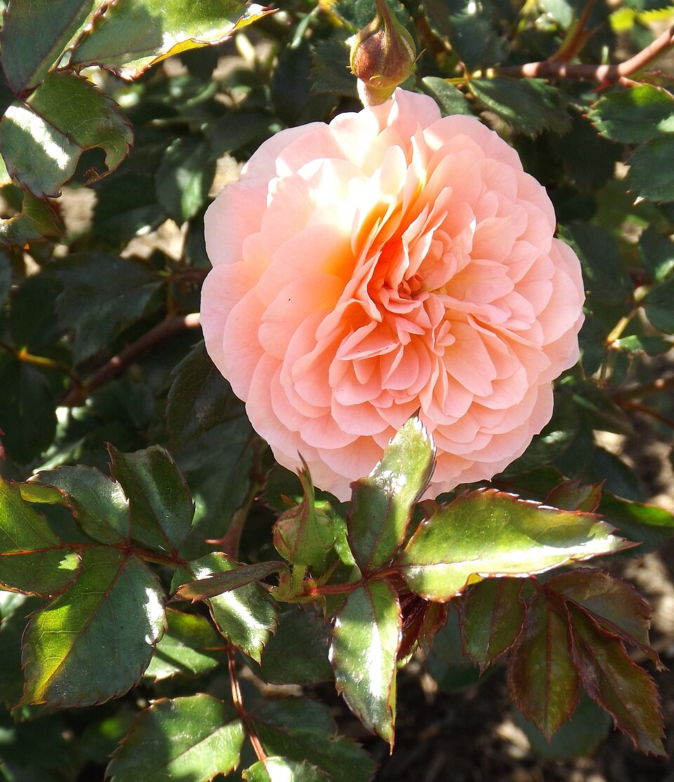 Rosa 'Drift Apricot'