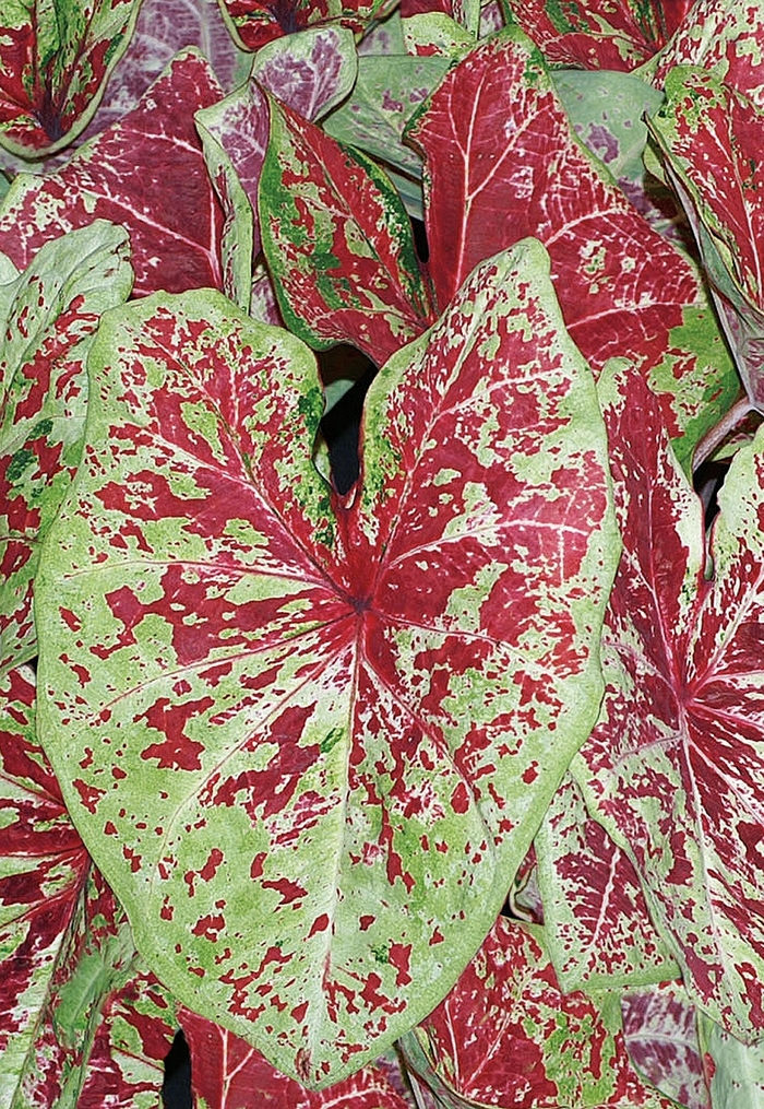 Caladium Heart To Heart Rose Glow Quart PW