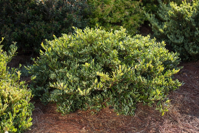 Distylium Vintage Jade 7 Gal
