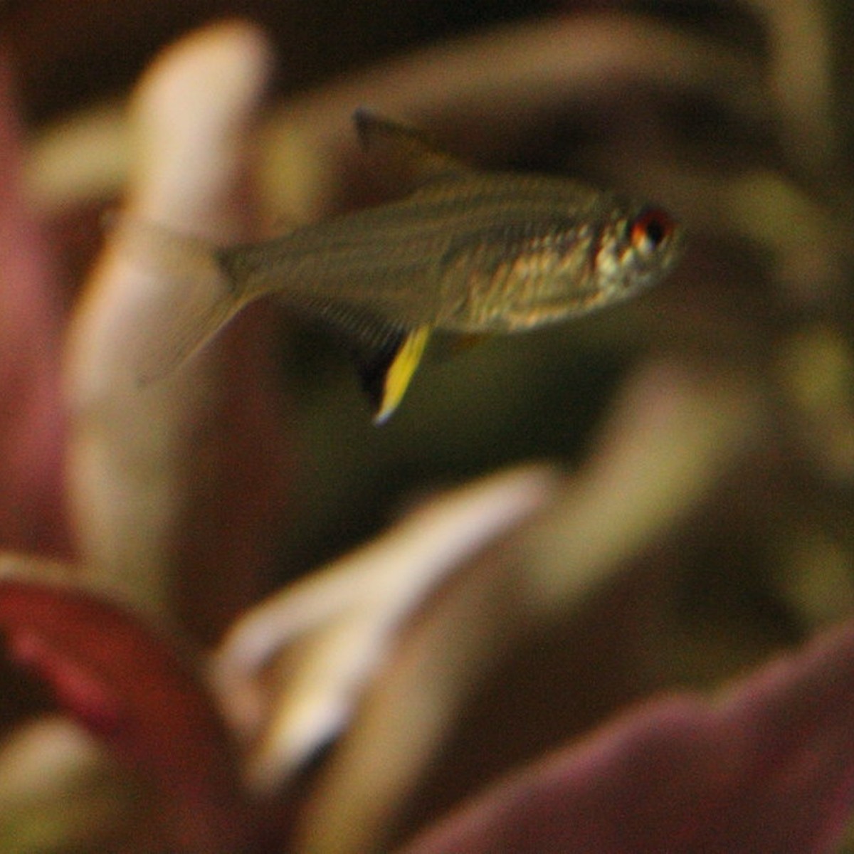 Lemon Tetra