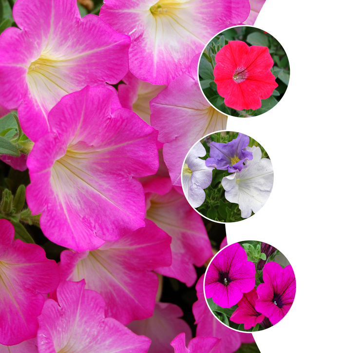 Petunia Amore Pink Heart 12" HB