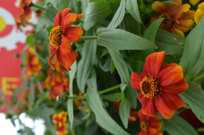 Zinnia Zydeco Fire 3 Gal