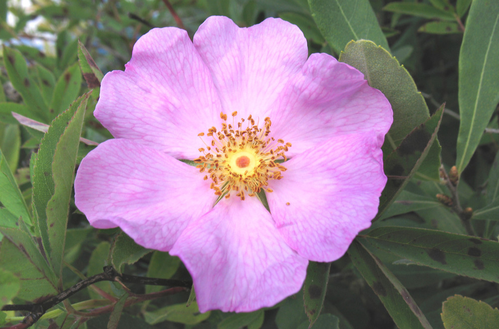 Swamp Rose